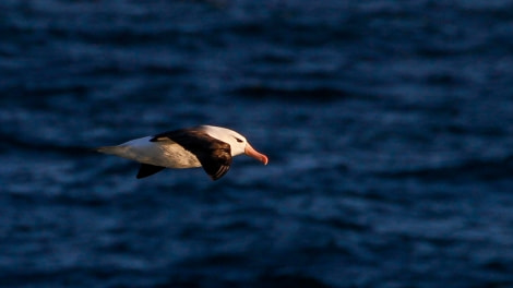 OTL25-23,  Day 2 Albatross 2 © Unknown Photographer - Oceanwide Expeditions.jpg