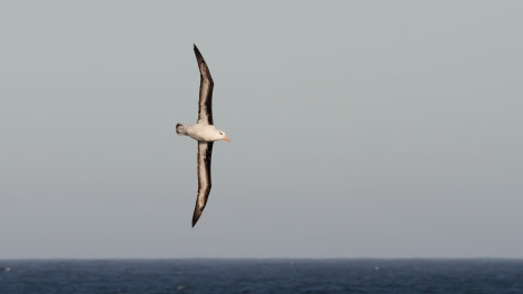 OTL25-23,  Day 2 Albatross 1 © Unknown Photographer - Oceanwide Expeditions.jpg
