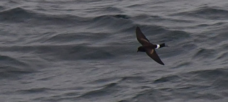 OTL25-23,  Day 2 Wilson's Storm Petrel © Unknown Photographer - Oceanwide Expeditions.jpg