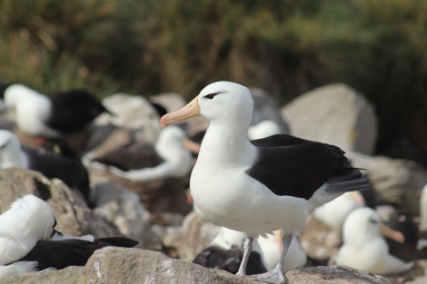 OTL25-23,  Day 3 Black-browed albatross - Jess © Jess Owen - Oceanwide Expeditions.JPG
