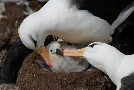 OTL25-23,  Day 3 Chick - Felicity J © Felicity Johnson - Oceanwide Expeditions.jpg