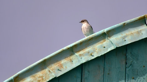 OTL25-23,  Day 3 Dark faced ground tyrant © Unknown Photographer - Oceanwide Expeditions.jpg