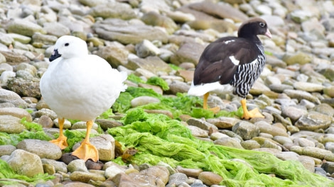 OTL25-23,  Day 3 Kelp Geese © Unknown Photographer - Oceanwide Expeditions.jpg