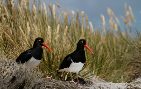 OTL25-23,  Day 3 Oyster Catchers - Felicity J © Felicity Johnson - Oceanwide Expeditions.jpg