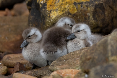 OTL25-23,  Day 3 Steamer duck chicks 2 © Sara Jenner - Oceanwide Expeditions.jpg