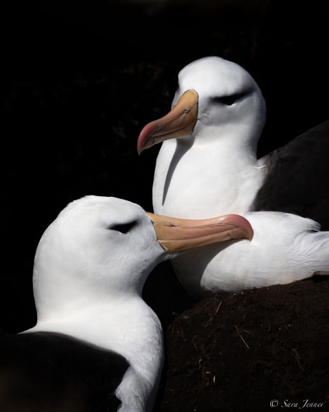 OTL25-23,  Day 4 Black browed albatross 5 © Sara Jenner - Oceanwide Expeditions.jpg