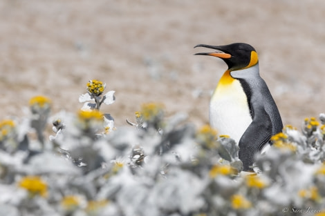 OTL25-23,  Day 4 king Penguin 2 © Sara Jenner - Oceanwide Expeditions.jpg