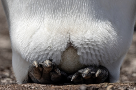 OTL25-23,  Day 4 King Penguin egg © Sara Jenner - Oceanwide Expeditions.jpg
