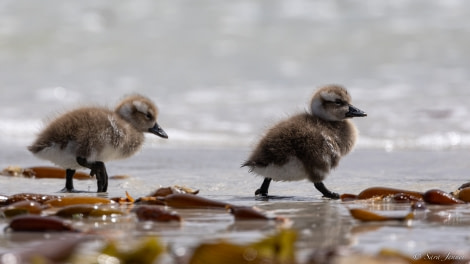 OTL25-23,  Day 4 Steamer duck chicks 4 © Sara Jenner - Oceanwide Expeditions.jpg