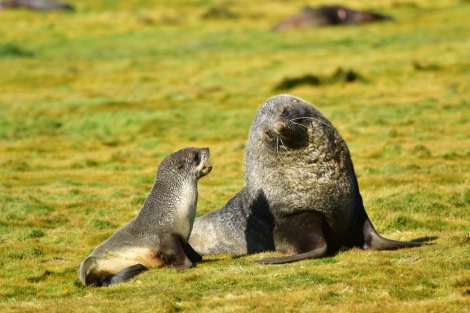 OTL25-23,  Day 8 Fur seals © Unknown Photographer - Oceanwide Expeditions.jpg