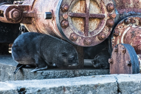 OTL25-23,  Day 8 Pups © Unknown Photographer - Oceanwide Expeditions.jpg