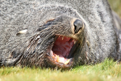 OTL25-23,  Day 8 sea lion mouth- Elizabeth Robinson © Elizabeth Robinson - Oceanwide Expeditions.jpeg