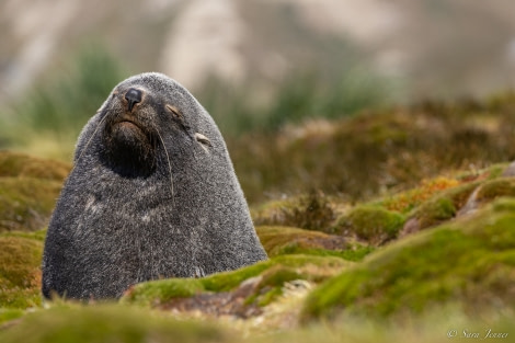 OTL25-23,  Day 8 Stromness 76 © Sara Jenner - Oceanwide Expeditions.jpg