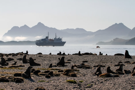 OTL25-23,  Day 8 Stromness beach - felicity j © Felicity Johnson - Oceanwide Expeditions.jpg