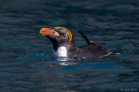 OTL25-23,  Day 10 Hercules Bay 2 © Sara Jenner - Oceanwide Expeditions.jpg