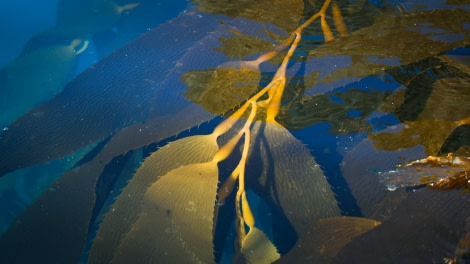 OTL25-23,  Day 10 Kelp - Felicity © Felicity Johnson - Oceanwide Expeditions.jpg