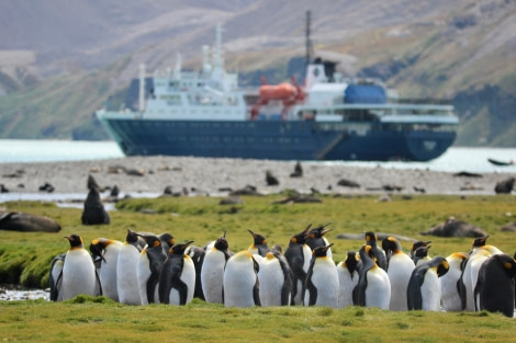 OTL25-23,  Day 10 oretelius and penguin - elizabeth © Elizabeth Robinson - Oceanwide Expeditions.jpeg