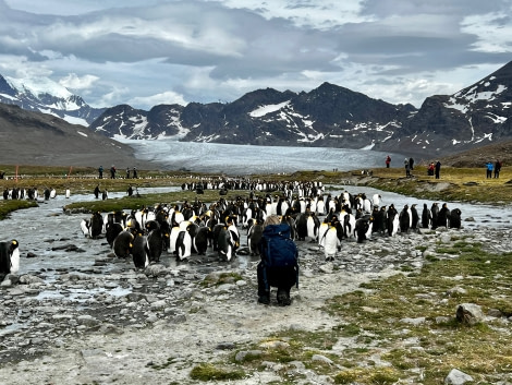 OTL25-23,  Day 11 Guest with Penguin & Glacier- Elizabeth © Elizabeth Robinson - Oceanwide Expeditions.jpeg