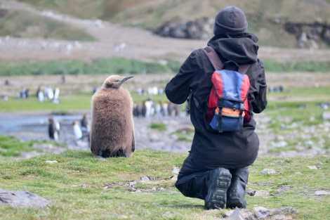 OTL25-23,  Day 11 John with chick- elizabeth © Elizabeth Robinson - Oceanwide Expeditions.jpeg