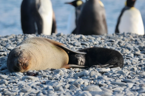 OTL25-23,  Day 11 mom and pup- elizabeth © Elizabeth Robinson - Oceanwide Expeditions.jpeg