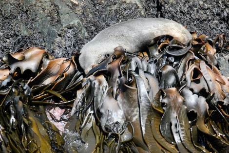 OTL25-23,  Day 11 sea lion in seaweed - elizabeth © Elizabeth Robinson - Oceanwide Expeditions.jpeg