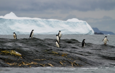 OTL25-23,  Day 13 Adelie's 1 - Felicity J © Felicity Johnson - Oceanwide Expeditions.jpg