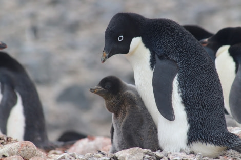 OTL25-23,  Day 15 Adelie and chick - Jess © Jess Owen - Oceanwide Expeditions.JPG