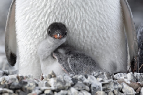 OTL25-23,  Day 15 Gentoo chick 1 © Sara Jenner - Oceanwide Expeditions.jpg