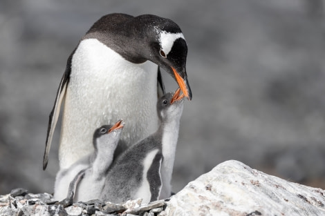 OTL25-23,  Day 15 Gentoo chicks 2 © Sara Jenner - Oceanwide Expeditions.jpg