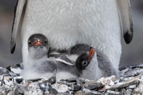 OTL25-23,  Day 15 Gentoo chicks 5 © Sara Jenner - Oceanwide Expeditions.jpg