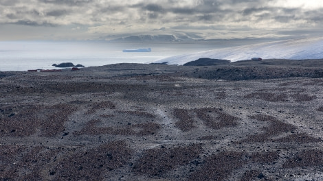 OTL25-23,  Day 15 Hope Bay Penguin Colony © Sara Jenner - Oceanwide Expeditions.jpg