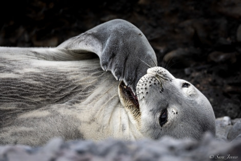 OTL25-23,  Day 16 Paulet Island 2 © Sara Jenner - Oceanwide Expeditions.jpg