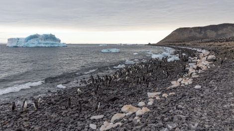 OTL25-23,  Day 16 Paulet Island 10 © Sara Jenner - Oceanwide Expeditions.jpg