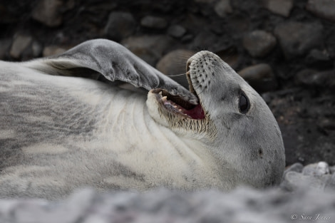 OTL25-23,  Day 16 Paulet Island 15 © Sara Jenner - Oceanwide Expeditions.jpg