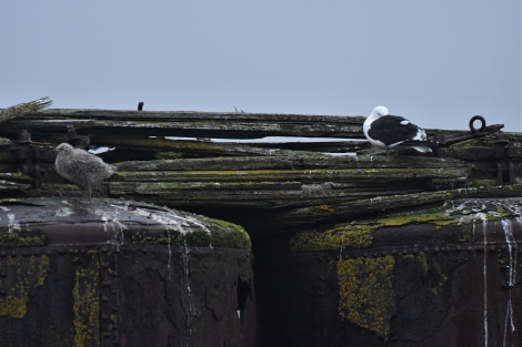 OTL25-23,  Day 17 Kelp gulls - Hazel Pittwood © Hazel Pittwood - Oceanwide Expeditions.JPG