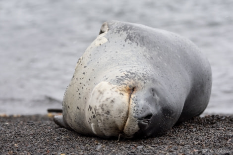 OTL25-23,  Day 17 Leopard Seal 1 © Sara Jenner - Oceanwide Expeditions.jpg