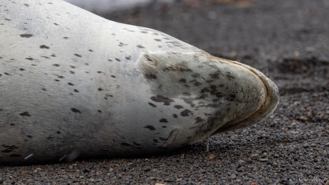 OTL25-23,  Day 17 Leopard Seal ID Happywhale © Sara Jenner - Oceanwide Expeditions.jpg