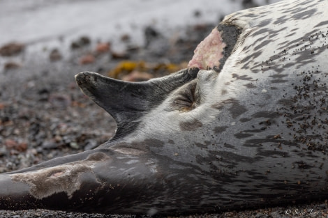 OTL25-23,  Day 17 Leopard Seal Wound © Sara Jenner - Oceanwide Expeditions.jpg