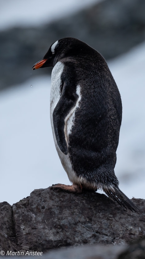 HDS25-23, Cuverville 095A4666 © Martin Anstee - Oceanwide Expeditions.jpg