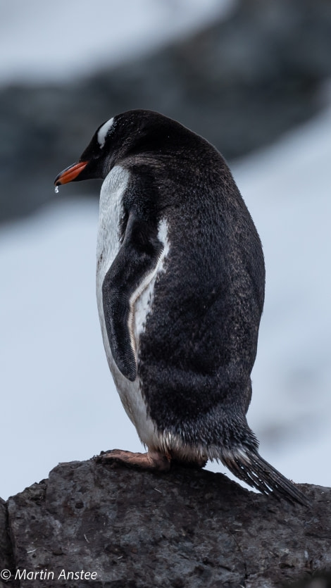 HDS25-23, Cuverville 095A4668 © Martin Anstee - Oceanwide Expeditions.jpg