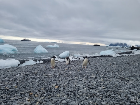 HDS25-23, Slideshow photos 20221226_101000 © Carina Ketterer - Oceanwide Expeditions.jpg