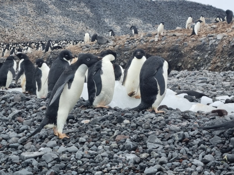 HDS25-23, Slideshow photos 20221226_175831 © Carina Ketterer - Oceanwide Expeditions.jpg