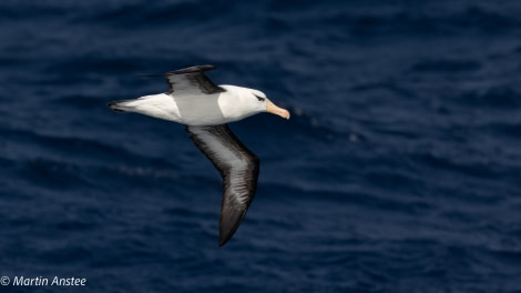 OTL26-23, Day 3, Black browed Martin © Martin Anstee Photography - Oceanwide Expeditions.jpg
