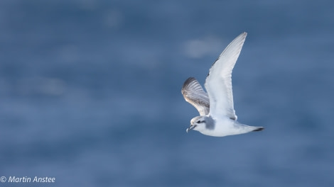 OTL26-23, Day 3, Prion 3 Martin © Martin Anstee Photography - Oceanwide Expeditions.jpg