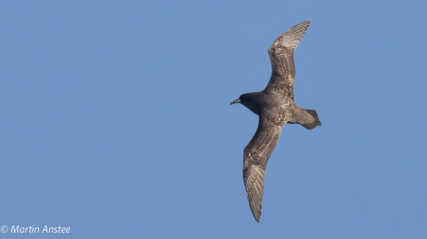 OTL26-23, Day 3, White chinned Petrel Martin © Martin Anstee Photography - Oceanwide Expeditions.jpg