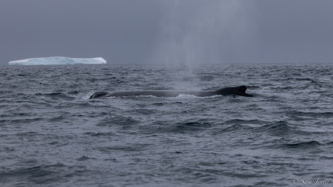 OTL26-23, Day 4, Humpback_ © Sara Jenner - Oceanwide Expeditions.jpg