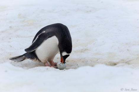 OTL26-23, Day 5, Gentoo 1 © Sara Jenner - Oceanwide Expeditions.jpg