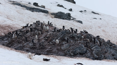 OTL26-23, Day 5, Gentoo colony Martin © Martin Anstee Photography - Oceanwide Expeditions.jpg