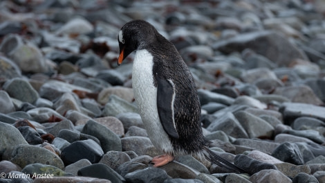 OTL26-23, Day 5, Gentoo Martin © Martin Anstee Photography - Oceanwide Expeditions.jpg