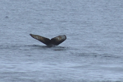 OTL26-23, Day 5, Happy whale fluke - Jess © Jess Owen - Oceanwide Expeditions.jpg